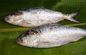 Frozen Hilsa Fish